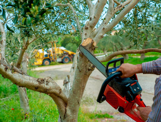 Dead Tree Removal in Thomasville, GA